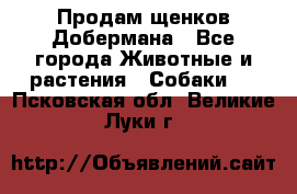 Продам щенков Добермана - Все города Животные и растения » Собаки   . Псковская обл.,Великие Луки г.